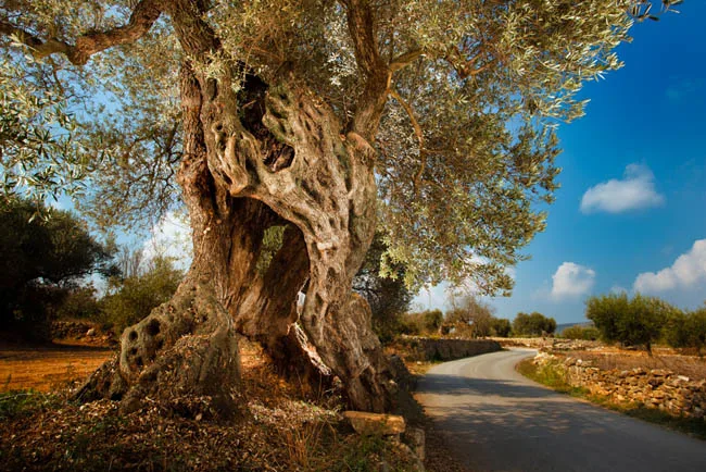 Cartel de Ruta oleoturística «Aceite y Olivos Milenarios»